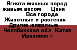 Ягнята мясных пород живым весом.  › Цена ­ 125 - Все города Животные и растения » Другие животные   . Челябинская обл.,Катав-Ивановск г.
